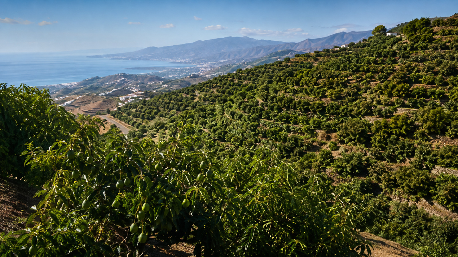 Agricultura y cultivos tropicales de Molvízar
